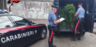 Scoperte tre piantagioni di marijuana in Salento, sequestrate 400 piante