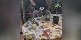 Scoperta piantagione di marijuana a Taurisano, sequestrate 54 piante