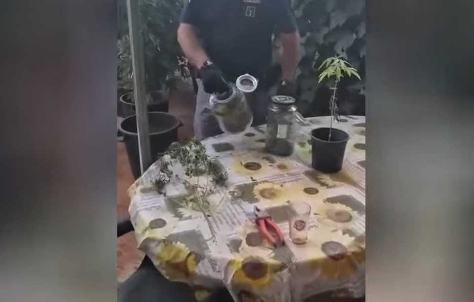 piante marijuana