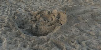 Primo nido di tartaruga marina della stagione in Puglia: trovato sulla costa di Ugento